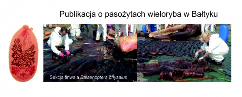 Pasożyty