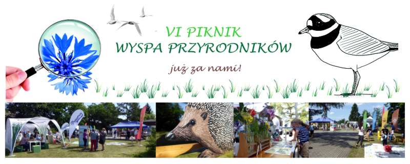 VI PWP